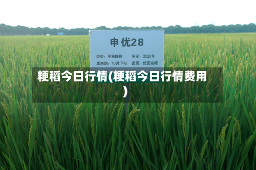 粳稻今日行情(粳稻今日行情费用)