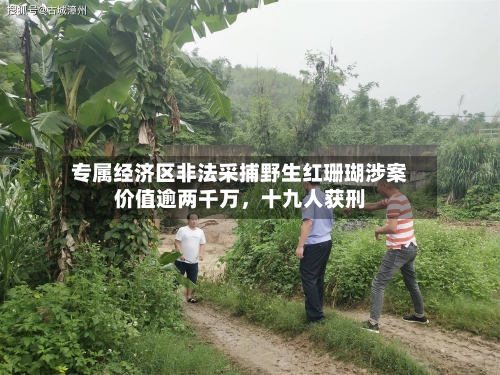 专属经济区非法采捕野生红珊瑚涉案价值逾两千万，十九人获刑-第3张图片
