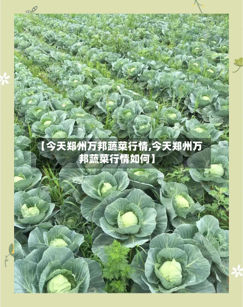 【今天郑州万邦蔬菜行情,今天郑州万邦蔬菜行情如何】