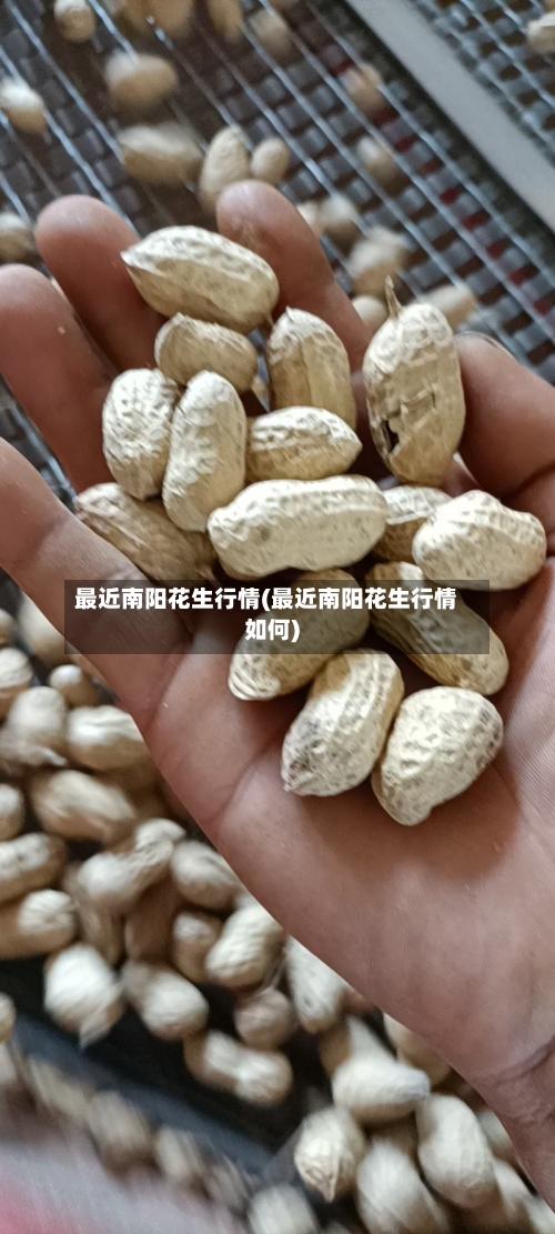 最近南阳花生行情(最近南阳花生行情如何)