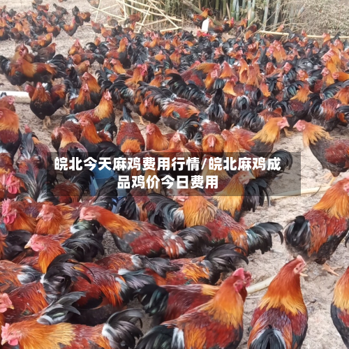 皖北今天麻鸡费用行情/皖北麻鸡成品鸡价今日费用-第3张图片
