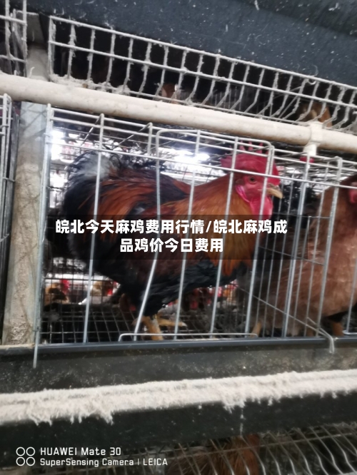 皖北今天麻鸡费用行情/皖北麻鸡成品鸡价今日费用-第2张图片