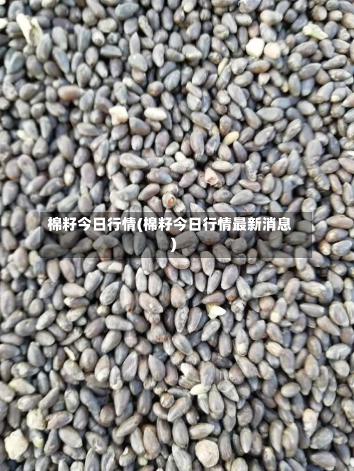 棉籽今日行情(棉籽今日行情最新消息)-第2张图片