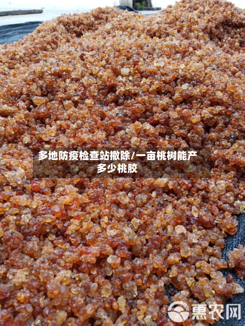 多地防疫检查站撤除/一亩桃树能产多少桃胶-第2张图片