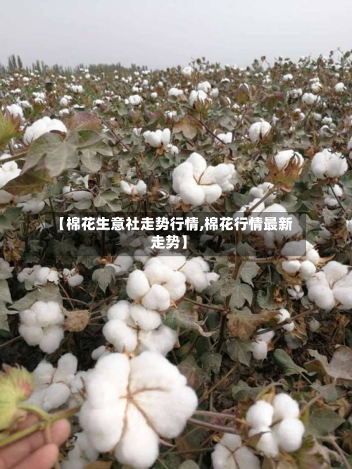 【棉花生意社走势行情,棉花行情最新走势】