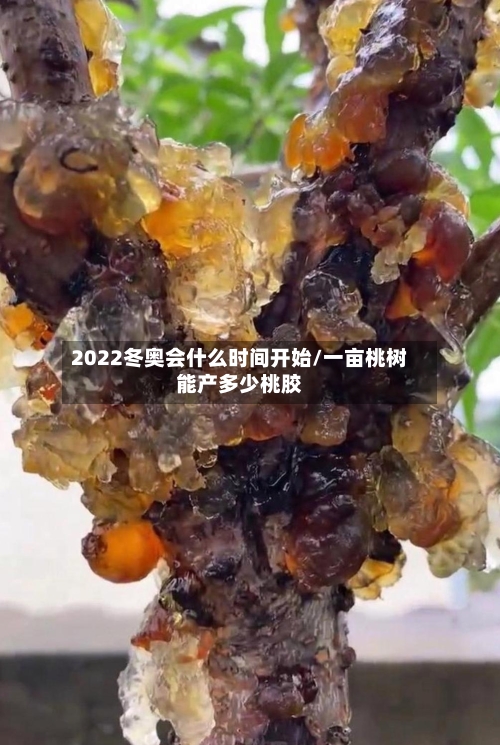 2022冬奥会什么时间开始/一亩桃树能产多少桃胶