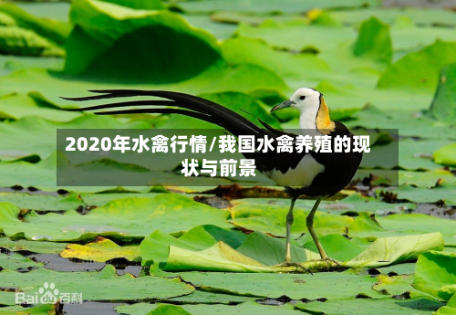 2020年水禽行情/我国水禽养殖的现状与前景